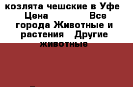 козлята чешские в Уфе › Цена ­ 15 000 - Все города Животные и растения » Другие животные   . Башкортостан респ.,Баймакский р-н